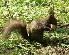 Veverita (Sciurus vulgaris)