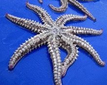 S-a descoperit prima stea de mare cu opt „picioare”