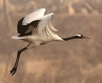 Cocorul japonez (Grus japonensis)