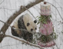 Se cauta profesor de chineza pentru ursoaica panda