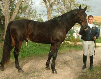 Rasa de cai Maremma
