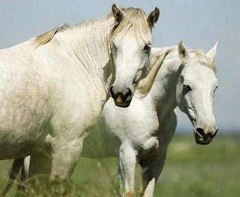 Rasa de cai Camargue
