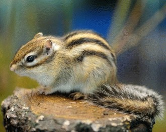 Veverita siberiana (Tamias sibiricus)