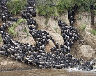 Marile migratii ale animalelor (II)