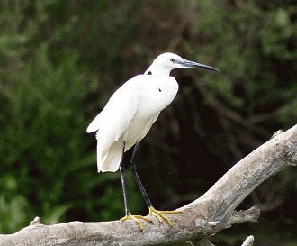 Egreta mica (Egretta garzetta)
