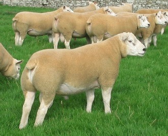 Rasa de oi Texel