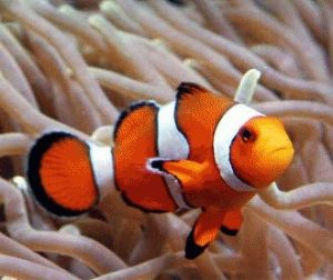 Pestele Cod Pestele clovn (Amphiprion ocellaris) | Zooland