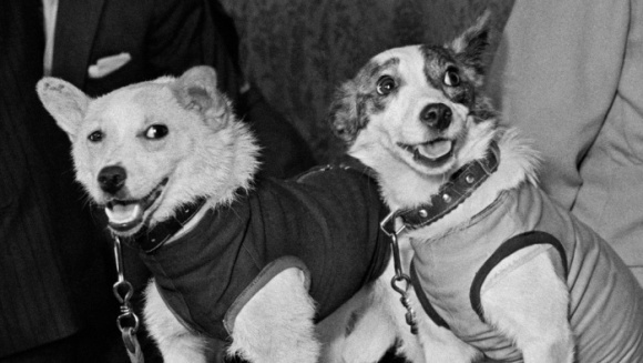 Animale în spaţiul cosmic