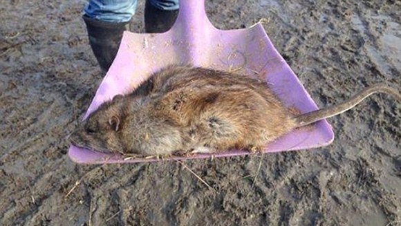 Șobolanii mutanți invadează orașele! Ce spun oamenii de știință