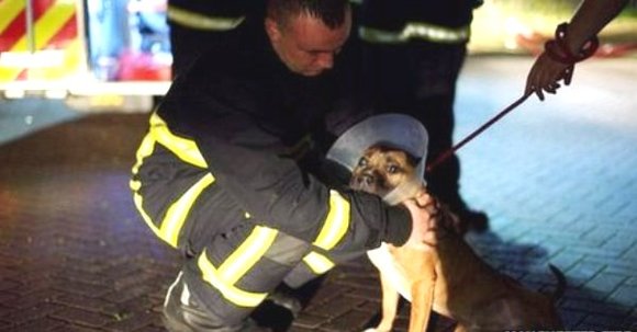Incendiu devastator la un adăpost pentru animale din Manchester