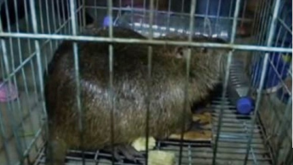 Şobolan mutant prins într-un supermarket