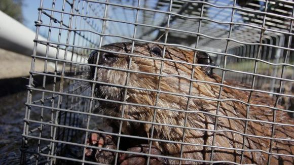 Castorii, puşi la treaba în SUA. La ce şi-au dovedit utilitatea