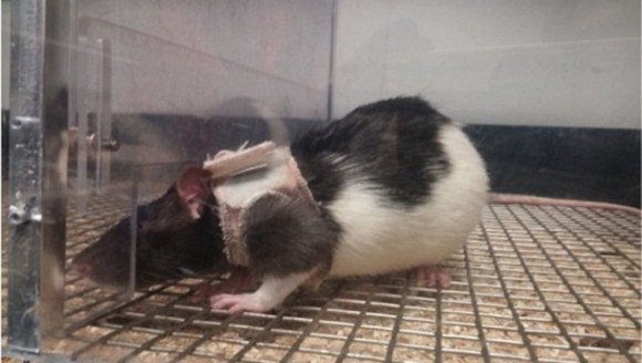 Şobolanii, mai atraşi de femelele care poartă „lenjerie intimă”