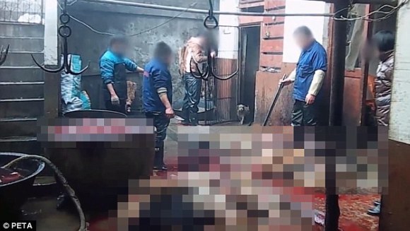 Câini care devin mănuşi şi pantofi de lux, în abatoarele din China. Video şocant (Galerie Foto)