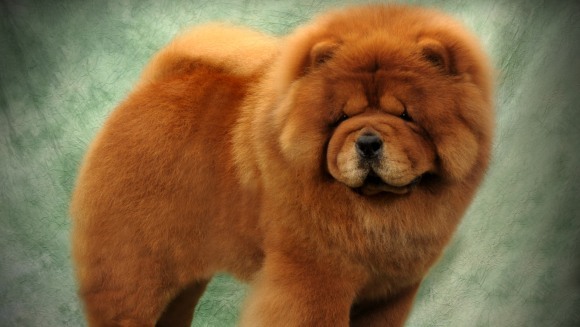 Chow-chow – personalitate, îngrijire și sănătate