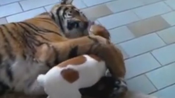 Ce se întâmplă când un cățeluș se repede la un tigru? Rămâi fără cuvinte… VIDEO