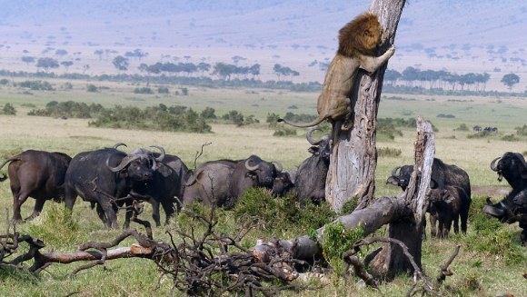 Cel mai fricos rege al junglei! S-a cățărat în copac, pentru a scăpa de niște bivoli furioși – Galerie Foto