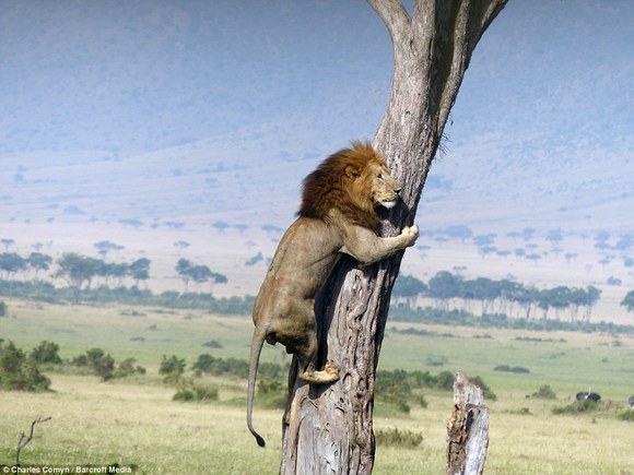 Cel mai fricos rege al junglei! S-a cățărat în copac, pentru a scăpa de niște bivoli furioși (Galerie Foto)