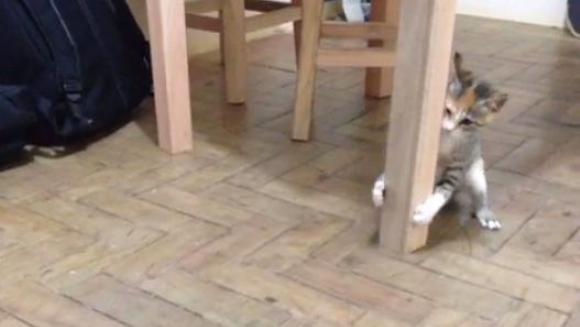 E înspăimântată de furnică, dar nu se lasă! Reușește oare să o prindă? – VIDEO