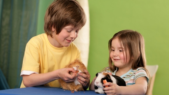 Cum să îți convingi părinții să îți cumpere un hamster