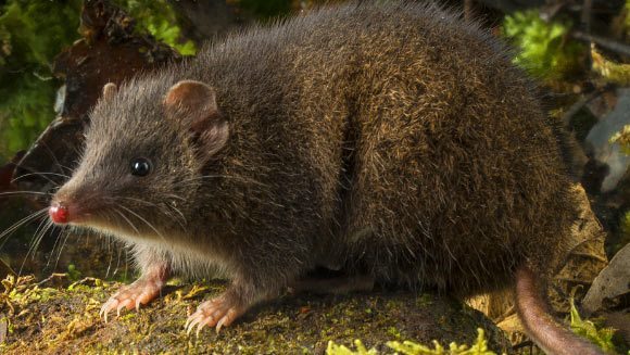 Şobolanul marsupial pe care îl omoară sexul, descoperit în Tasmania