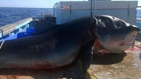 Rechin-tigru imens prins pe coasta de est a Australiei