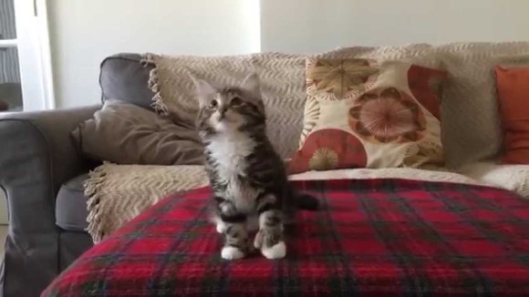 Cele mai tari mişcări pisiceşti, pe ritmuri de Uptown Funk – VIDEO