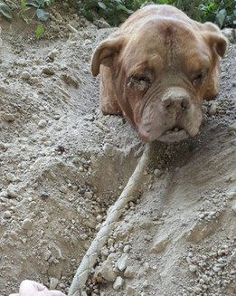 Şi-a îngropat câinele de viu. Imagini care vă pot afecta emoţional (Galerie Foto)