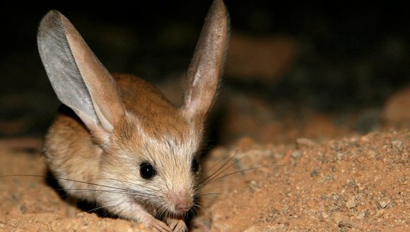 9 motive pentru care vei spune că jerboa este animăluțul tău preferat