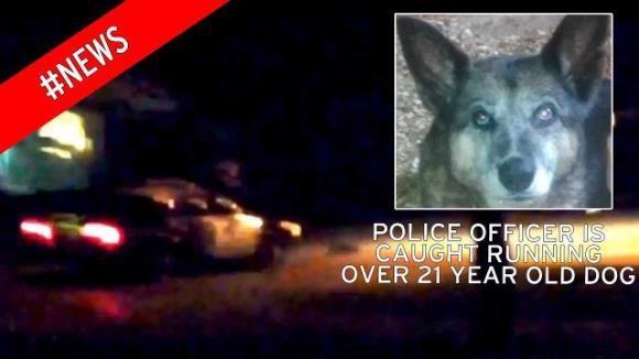 VIDEO şocant: a trecut de trei ori peste un câine, după care l-a împuşcat, pentru că l-a confundat cu un alt animal