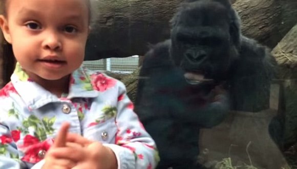 Gorila de la zoo învaţă fetiţa să arate un semn obscen – VIDEO