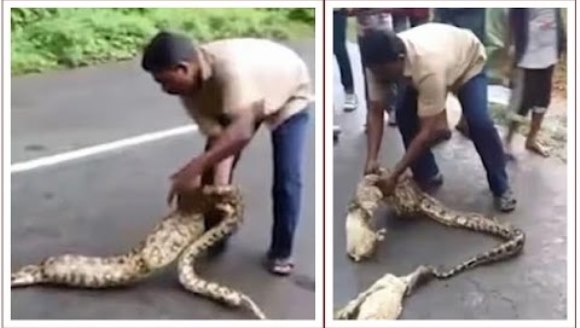 Video incredibil: un bărbat scoate doi iezi din stomacul un şarpe boa viu