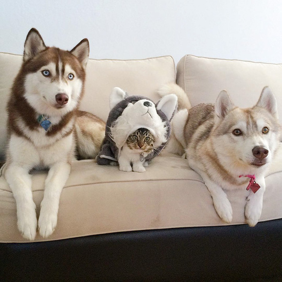 3 câini din rasa husky au devenit cei mai buni prieteni cu o pisică, după ce aceasta a fost salvată de la moarte (Galerie Foto)