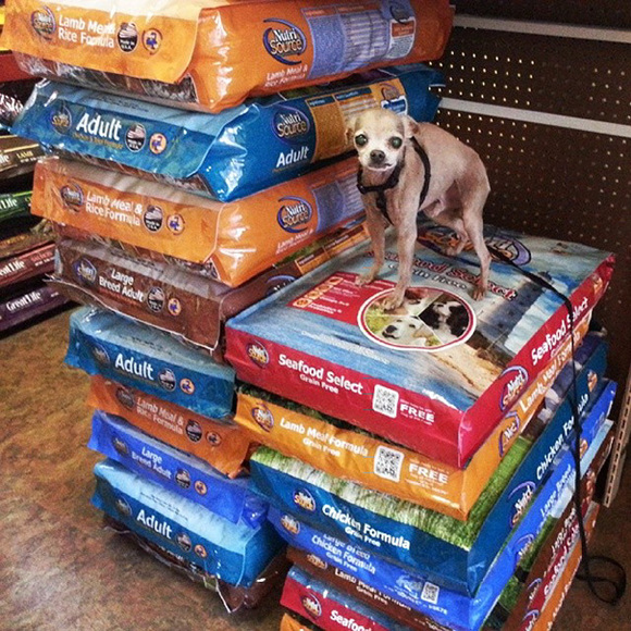 Bărbatul care şi-a dedicat întreaga viaţă pentru a adopta câinii pe care nimeni nu-i doreşte (Galerie Foto)