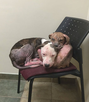 Pui de pitbull abuzați s-au vindecat miraculos (Galerie foto)