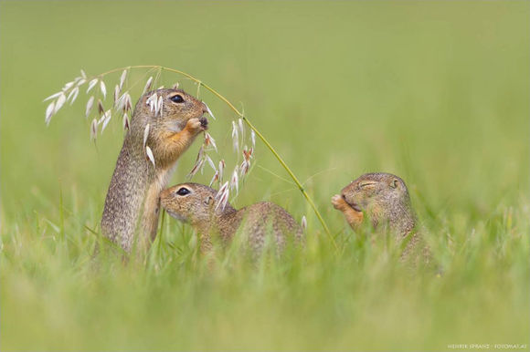 A reuşit să surprindă fotografii magice cu marmotini (Galerie Foto)