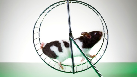Suntem mai aproape ca niciodată să renunțăm la testele pe animale. Metoda propusă de cercetători