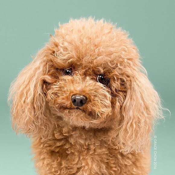 Fotografii cu patrupezi canini înainte și după ce și-au făcut frizura (Galerie Foto)