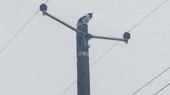 O pisică a stat nouă zile în vârful unui stâlp de electricitate. Ce a speriat-o atât de tare