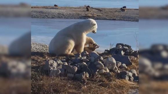 Video înduioşător: un urs polar a fost surprins în timp ce mângâia pe cap un câine eschimos  – VIDEO