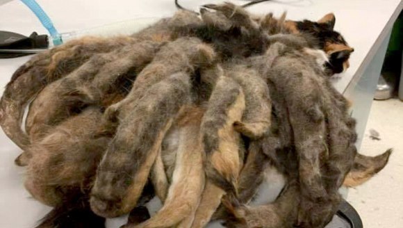 Nu a mai fost tunsă ani de zile de stăpânul care suferea de Alzheimer. Ce se ascundea sub muntele de blană e de nerecunoscut – Galerie Foto