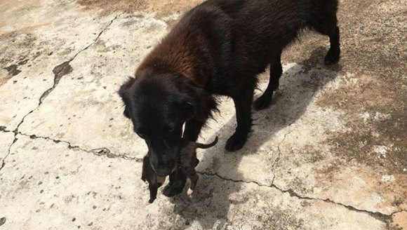 Au crezut că scormoneşte în gunoi după mâncare, dar el căuta să salveze o viaţă – Galerie foto înduioşătoare