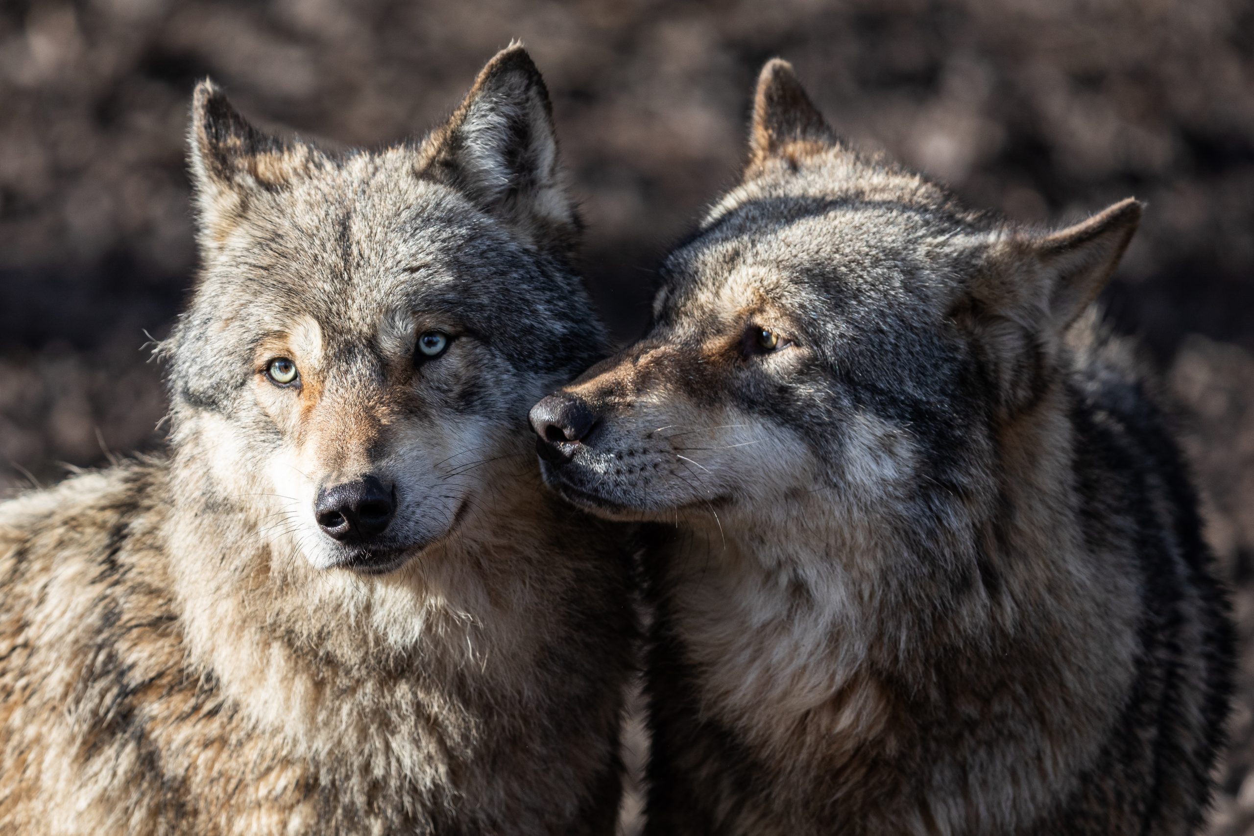 Cum iubesc animalele: iubiri neașteptate și ritualuri fascinante în regnul animal