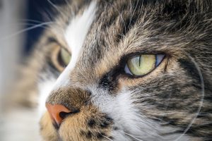 Cele mai frecvente boli de ochi ale pisicilor – cauze și simptome
