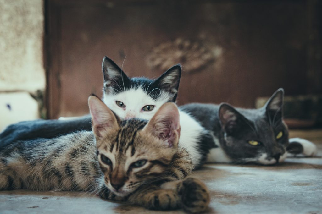 Pisici. sursa foto pexels.com