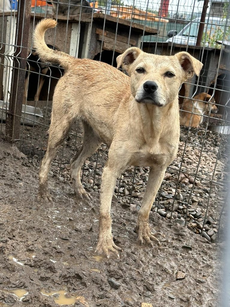 Câinii și angajații calcă în nămol și dejecții. sursa foto Facebook-ul adăpostului