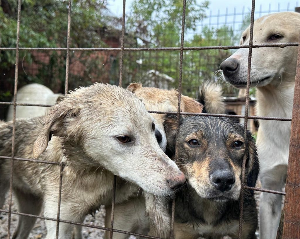 Oamenii pot adopta căței de aici. sursa foto Facebook-ul Adăpostului de animale al Primăriei Suceava