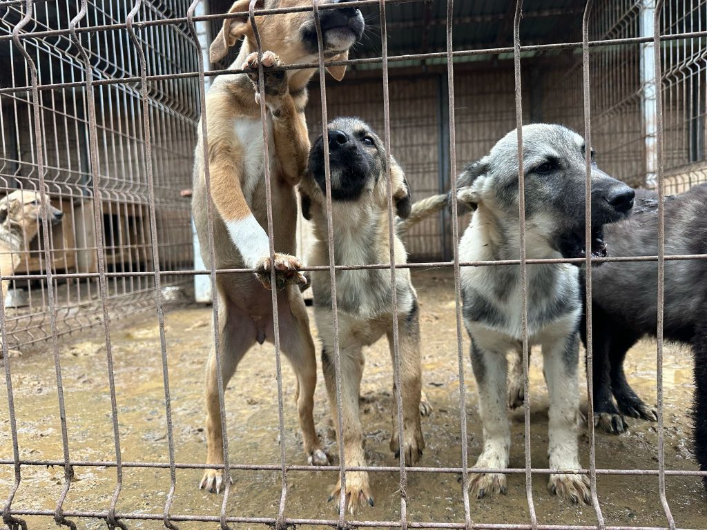 Consilierul local Mihai Crăciun rupe tăcerea. sursa foto Facebook-ul adăpostului