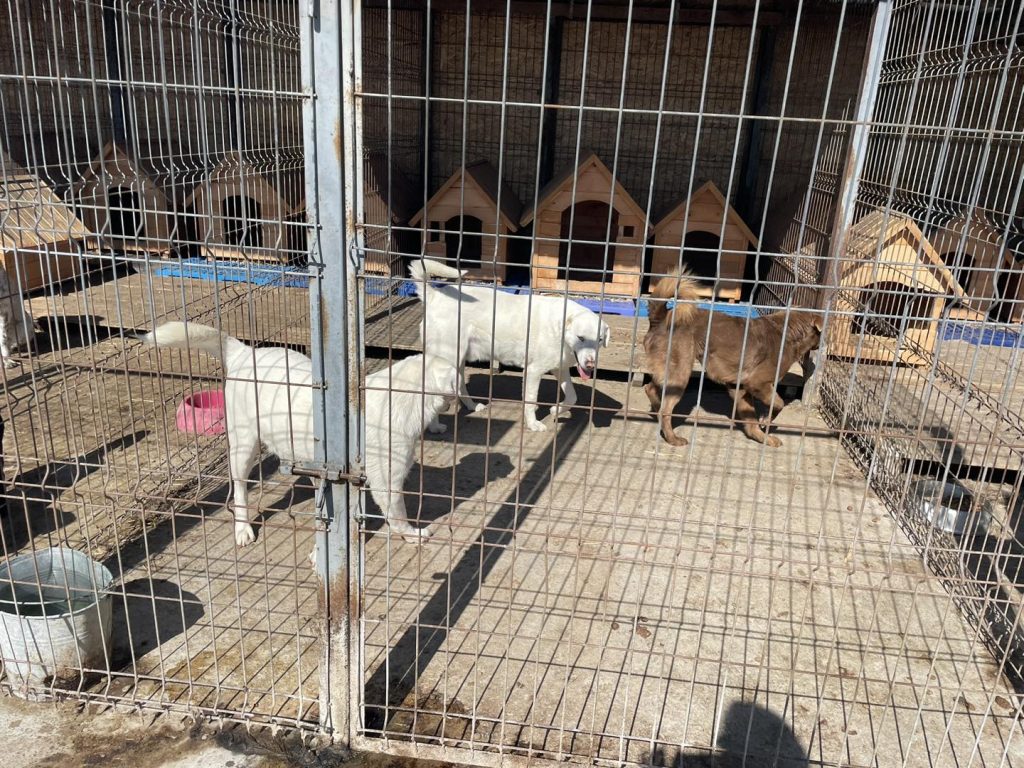 Unele țarcuri au betoane. sursa foto Facebook-ul Adăpostului de animale al Primăriei Suceava