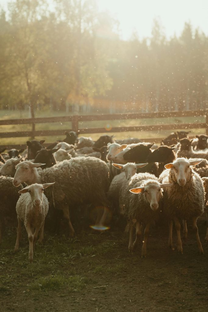 Ungaria susține că virusul e fabricat în laborator. sursa foto pexels.com